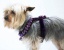 Plum Renaissance Harness Plum Renaissance Harness