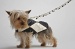 Jazz Coat Jazz Coat