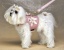 Peony Leash Peony Leash