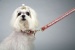 Pink Princess Luxe Leash Pink Princess Luxe Leash