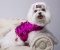 Raspberry Ice Princess Harness Raspberry Ice Princess Harness