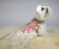 Sweet Pea Luxe Coat<br />Coat and leash sold separately