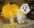 Sunburst Rhumba Leash