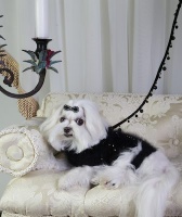 Noir Leash<br />Coat and leash sold separately