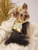 Sparkleboy Harness