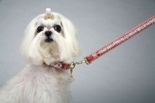 Pink Princess Luxe Leash