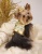 Sparkleboy Harness Sparkleboy Harness