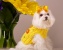 Daffodil Cashmere Sweater