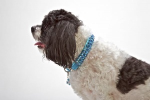 Turquoise Princess Collar<br />