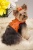 Tangerine Millie LaRue Harness Tangerine Millie LaRue Harness