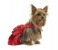 Royal Ruby Gown