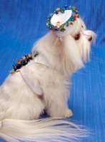 Tropical Garden Harness<br />
