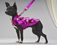 Dog Coats, Leashes and Collars