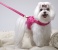 Hot Pink Princess Harness Hot Pink Princess Harness