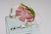 Sweet Pea<br />Flexi Petite Elegance Retractable Leash Sweet Pea<br />Flexi Petite Elegance Retractable Leash