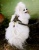 Olive Renaissance Luxe Harness and Leash Olive Renaissance Luxe Harness and Leash