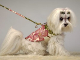 Sweet Pea Luxe Coat<br />Coat and leash sold separately