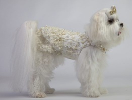 Crystal Cream Lace Gown<br />