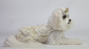 Crystal Cream Lace Gown<br />
