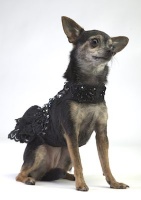Black Tie Lace Gown<br />