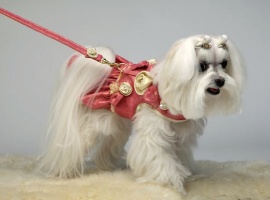 Rosebud Leash<br />Coat and leash sold separately