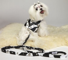 Zebra Graphics Leash<br />Vest and leash sold separately
