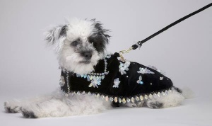 Mother-of-Pearl Coat<br />Coat and leash sold separately