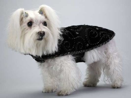 Starry Night Coat<br />