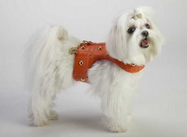Tangerine Golden Grid Vest<br />