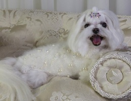 Cream Bubbles Sweater<br />