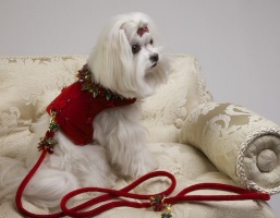 Cornucopia Vest<br />Coat and leash sold separately