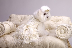 Joy Gown<br />