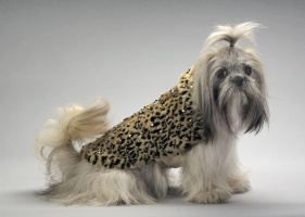 Wild Thing Coat<br />