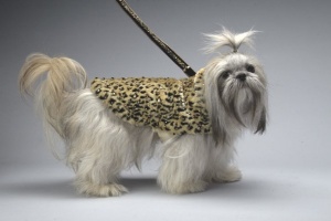 Wild Thing Coat<br />Coat and leash sold separately