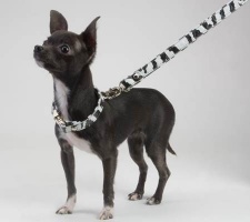 Zebra Collar<br />Collar and leash sold separately
