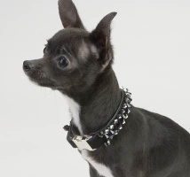 Butch Collar<br />