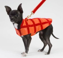 Tangerine Coat<br />Coat and leash sold separately