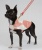 Diamond Rose Coat Diamond Rose Coat