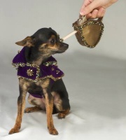 Bronze Retractable Leash<br />Coat and leash sold separately