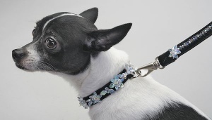 Mother-of-Pearl Collar<br />Collar and leash sold separately