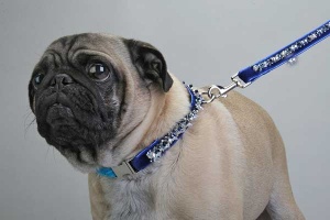 Hanukkah 2006 Collar<br />Collar and leash sold separately