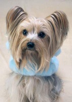 Powder Puff Blue Coat<br />