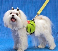 Tropics Black Harness Vest<br />Leash sold separately