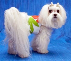 Tropics White Harness Vest<br />