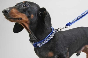 Hanukkah 2006 Leash<br />Collar and leash sold separately