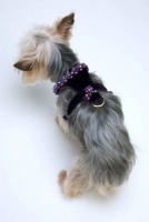 Plum Renaissance Harness<br />