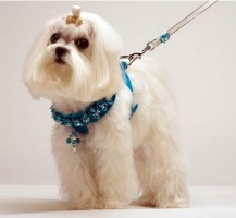 Turquoise Renaissance<br />Covered Retractable Leash<br />Harness and Leash sold separately