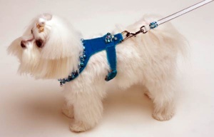 Turquoise Renaissance<br />Covered Retractable Leash<br />