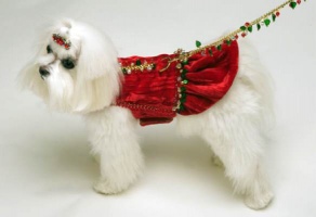 Happy Holly<br />Jewelry Chain Leash<br />Flounce and Leash sold separately