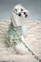 Seafoam Flounce<br />Flounce and leash sold separately